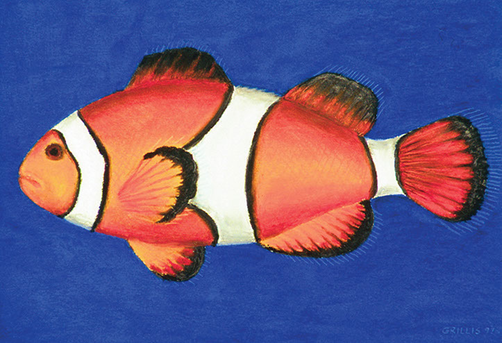 clownfish oil pastel