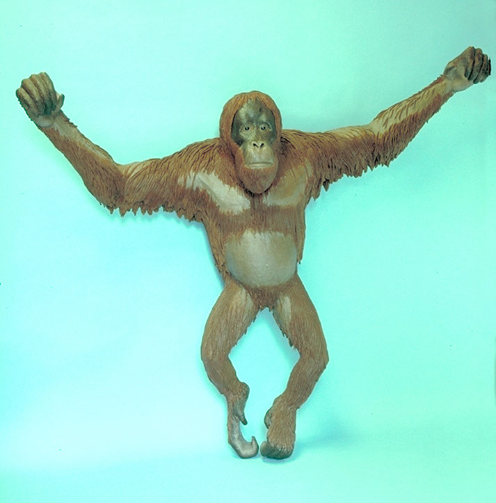 Orangutan