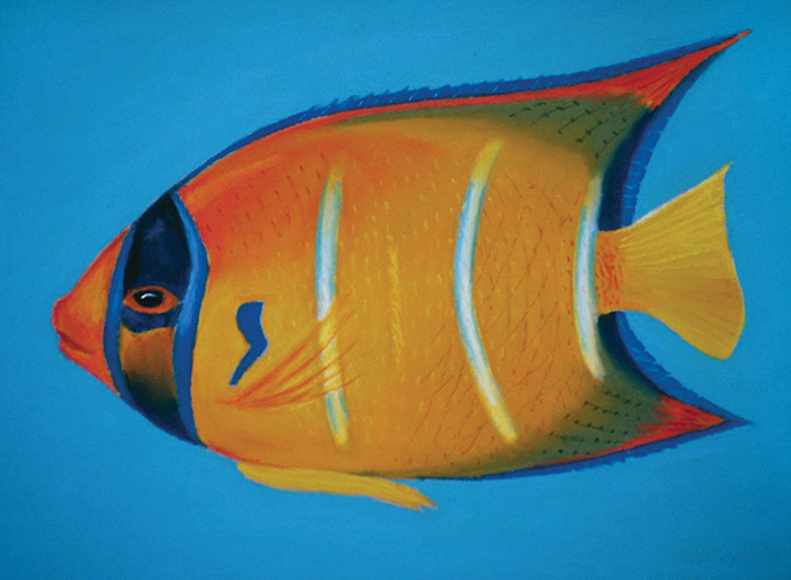 orange fish