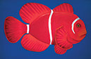 clownfish2 oil pastel