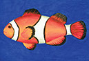 clownfish oil pastel